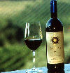 bolgheri wine